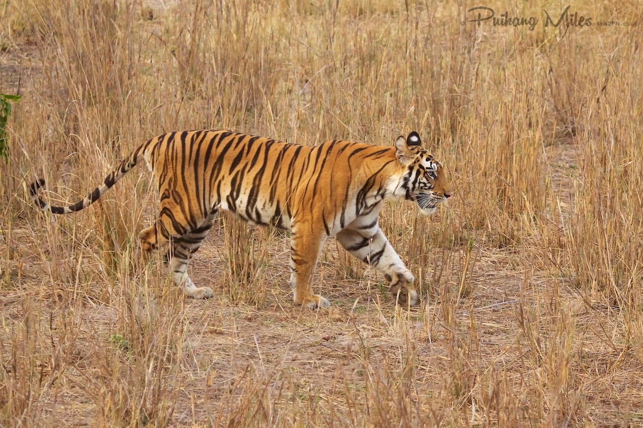 Read more about the article Chorbehra Tigress & her cubs