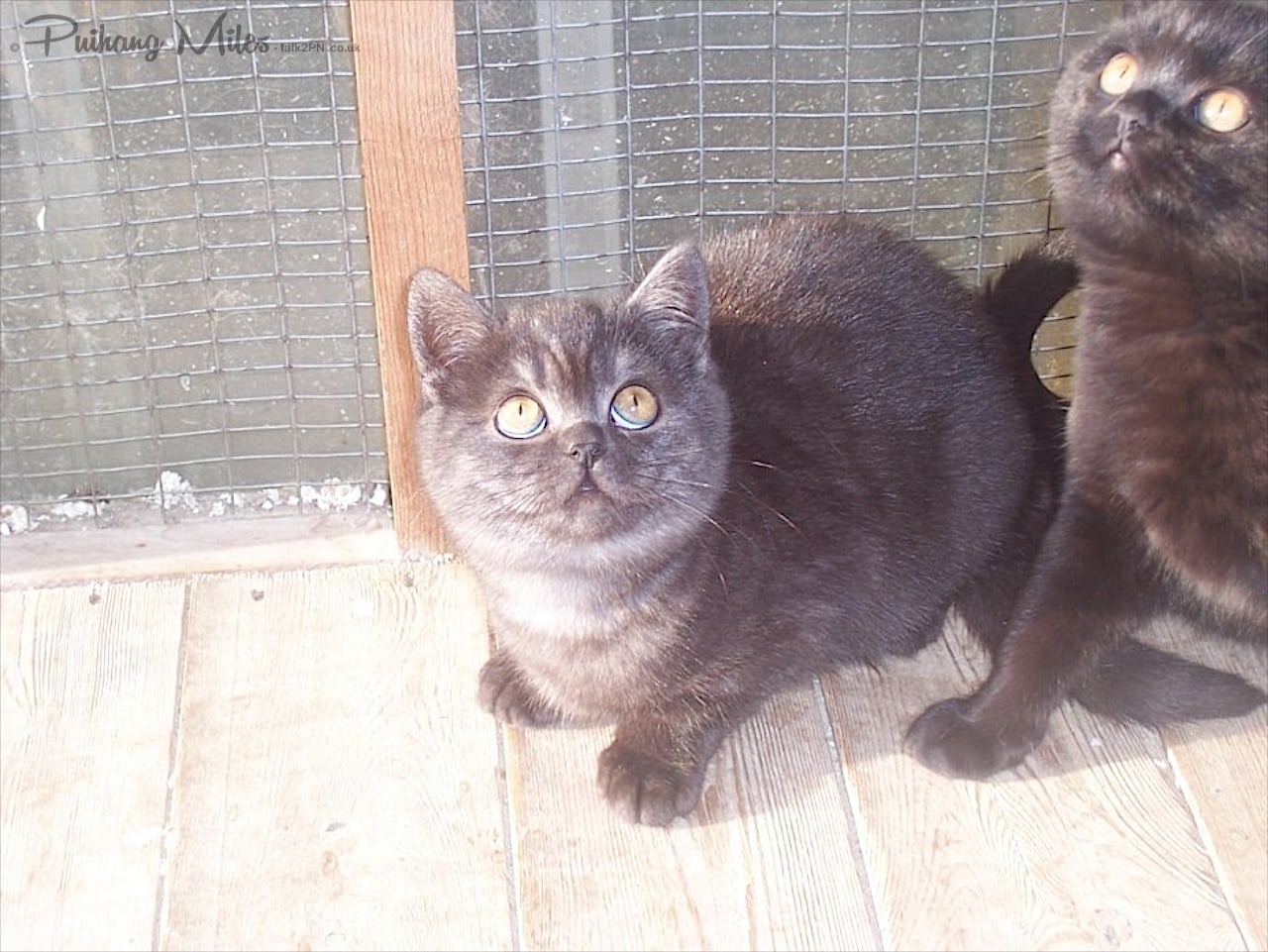 Read more about the article Bella and Cindy – the Kitten Years