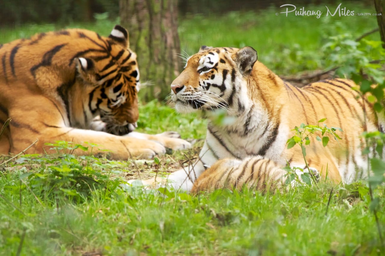 Read more about the article Port Lympne big cats