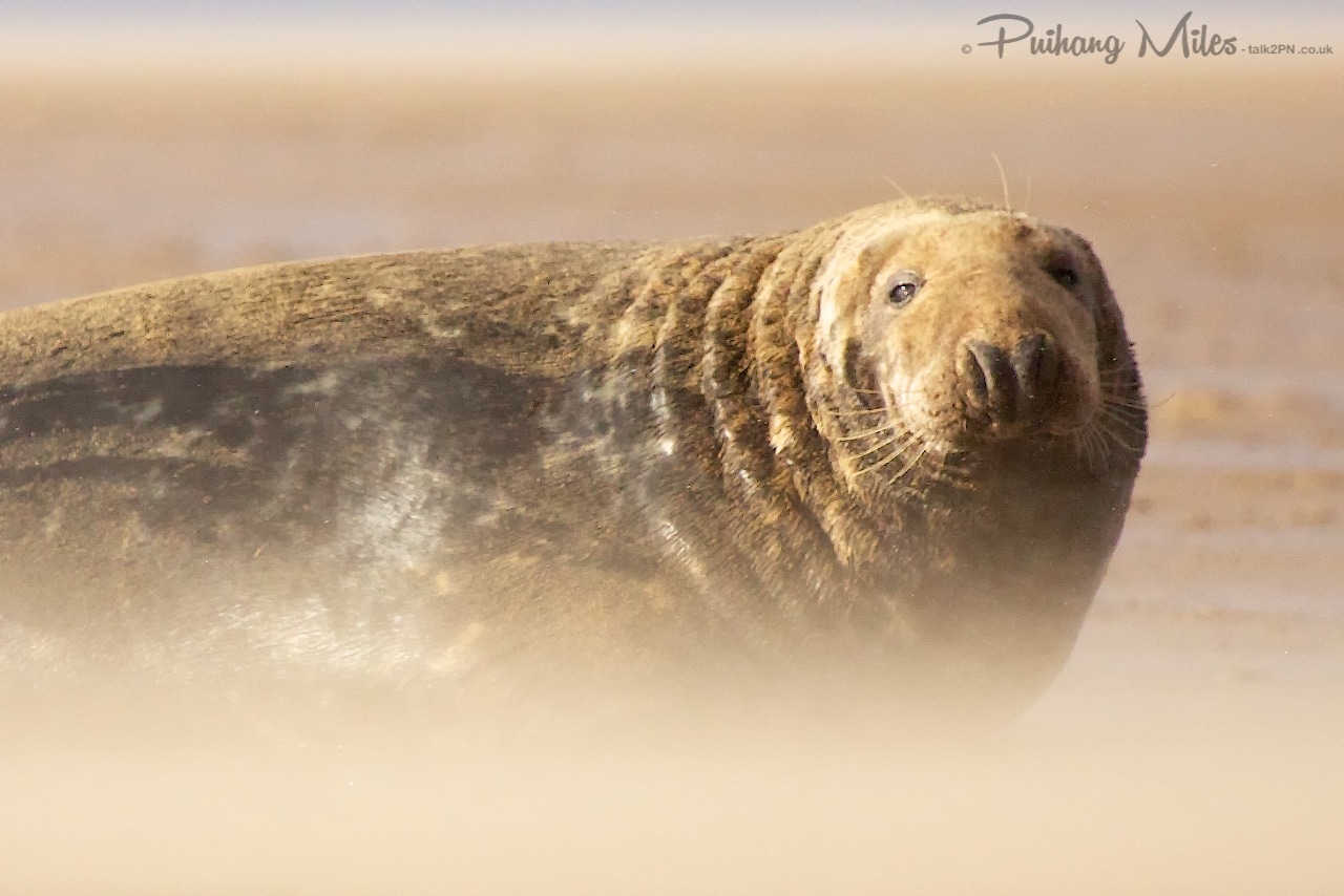 Read more about the article Donna Nook