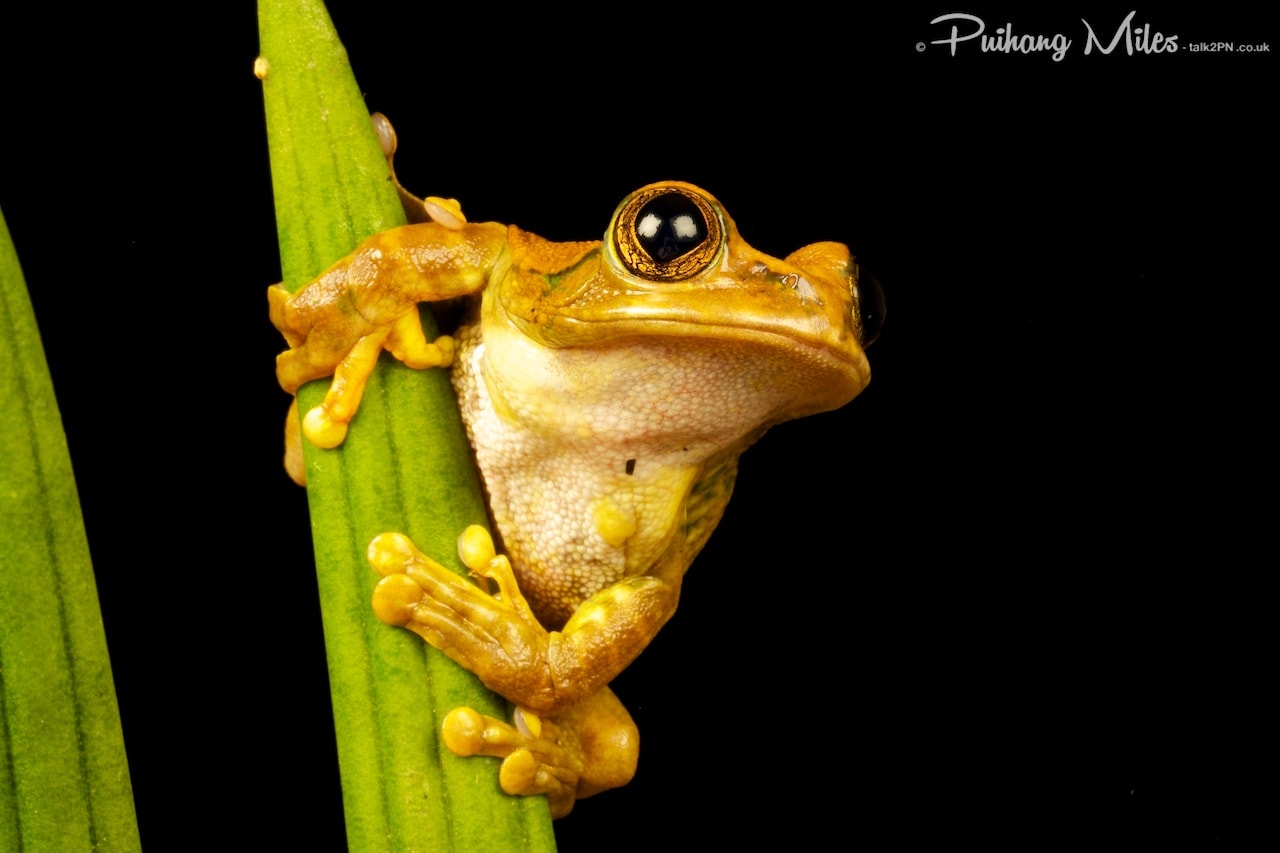 Read more about the article Frogs and other Tropical Species