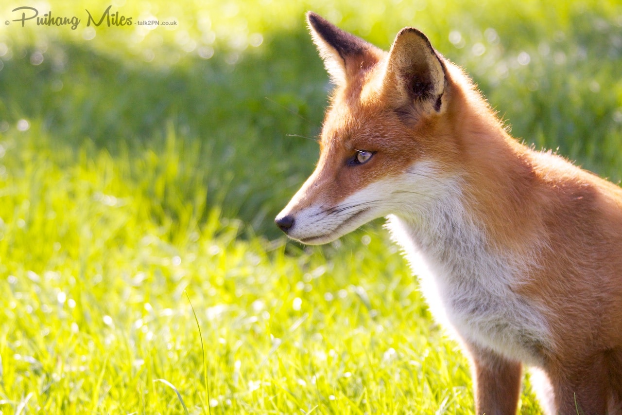 Read more about the article British Wildlife Centre in Autumn