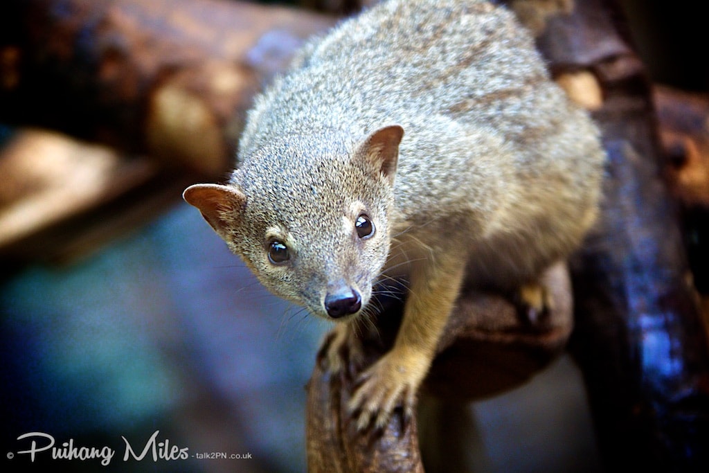 Boky boky from the rare species conservation centre