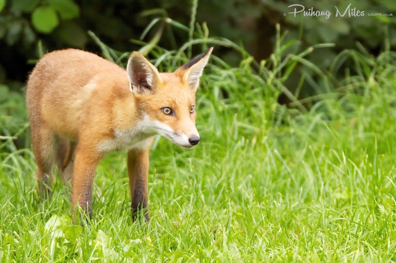 Read more about the article Fox cubs in evening sunlight