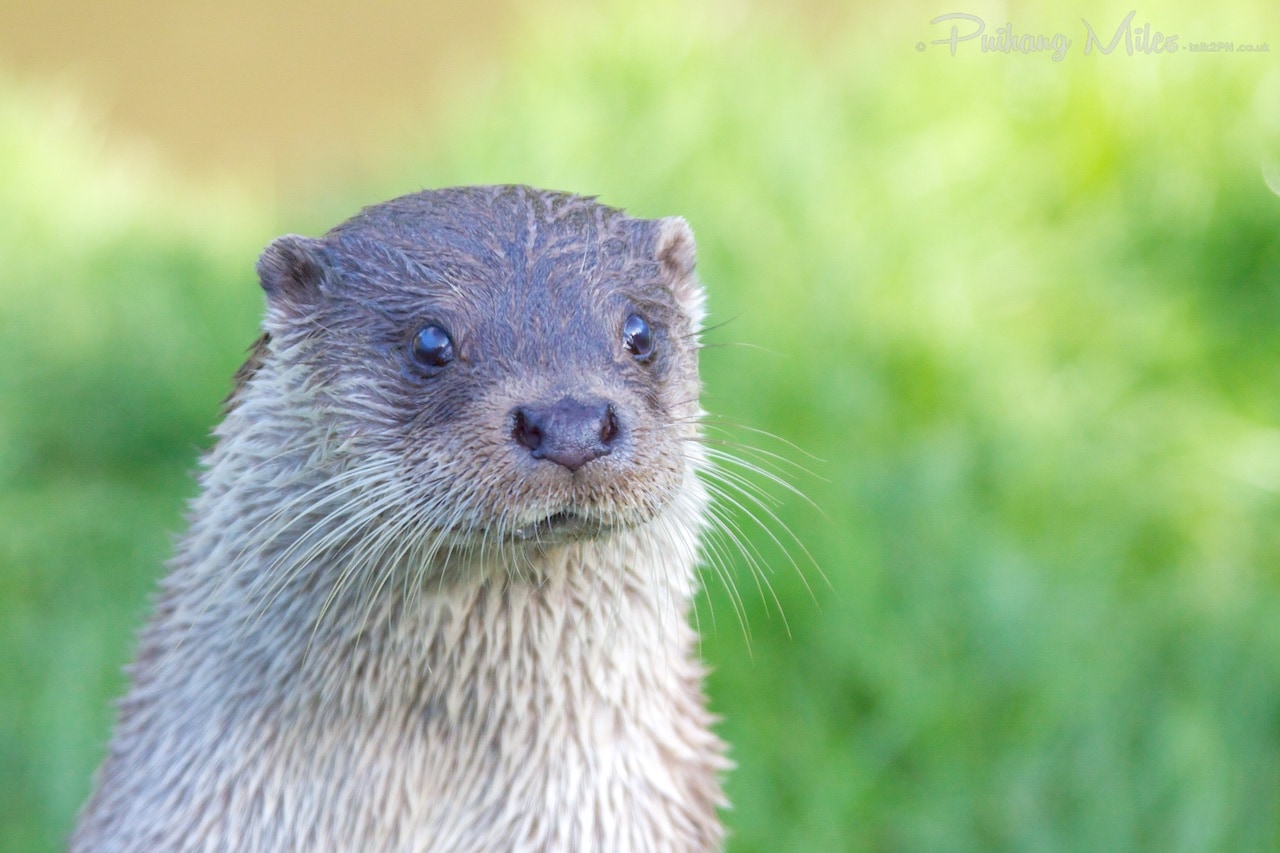 Read more about the article Tamar Otter Sanctuary