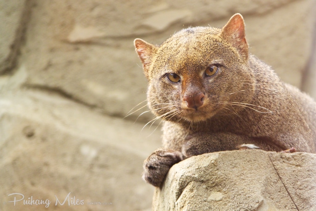 Grey male adult jaguarundi