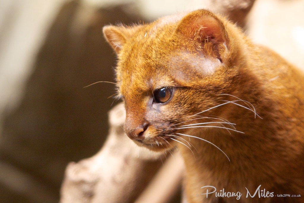 Close-up of a red jaguarundi kitten taken at the rare species conservation centre