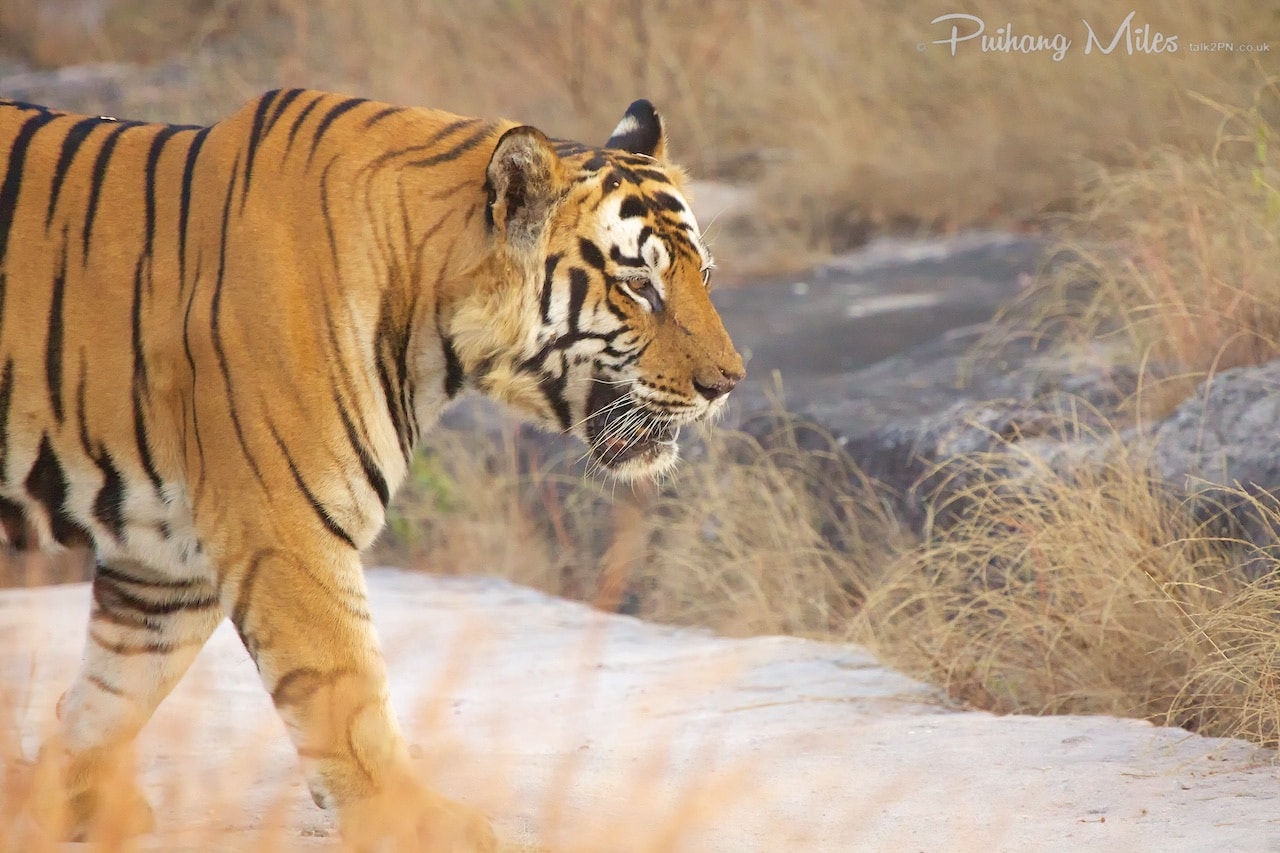 You are currently viewing Tigers of Bandhavgarh