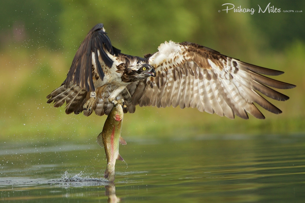 Read more about the article The Ospreys of Rothiemurchus