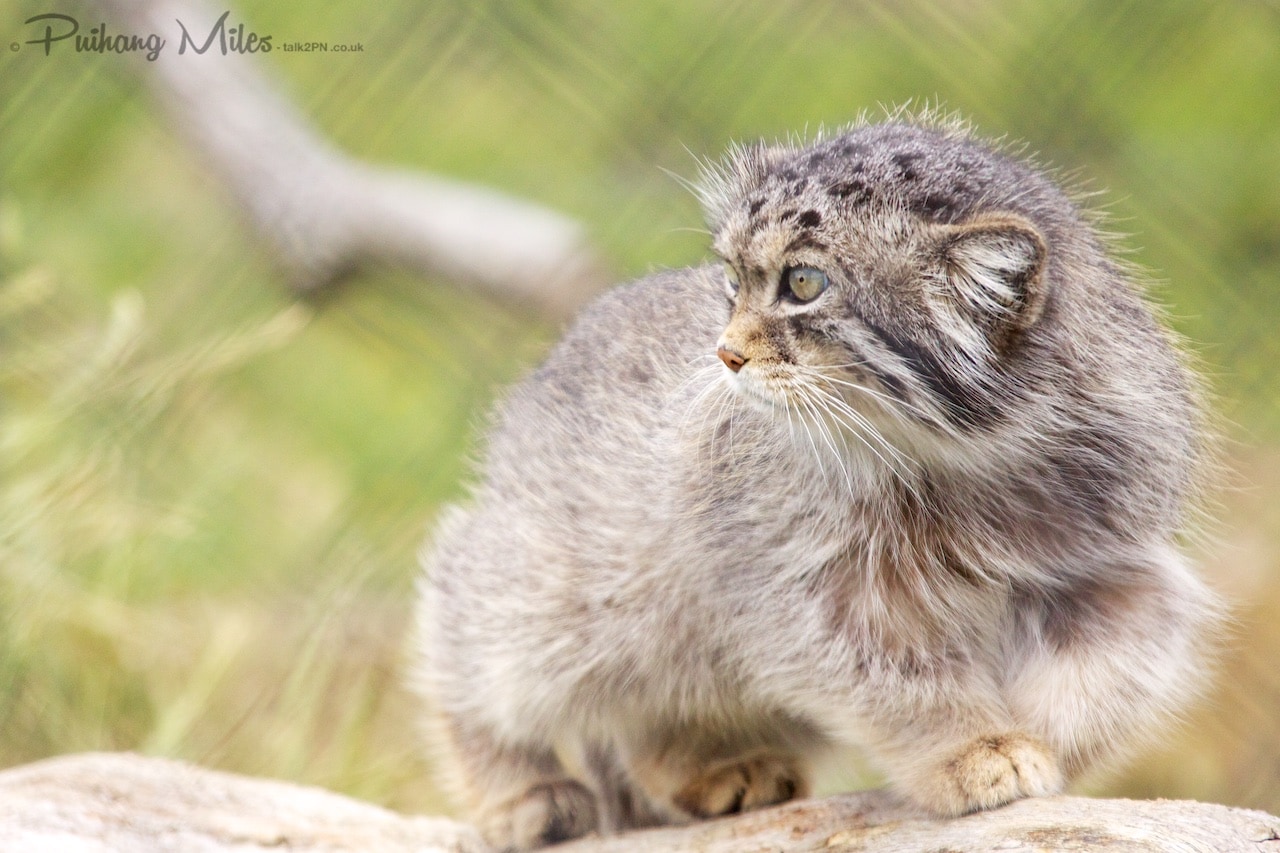 Read more about the article Pallas Cats and Tigers at Port Lympne