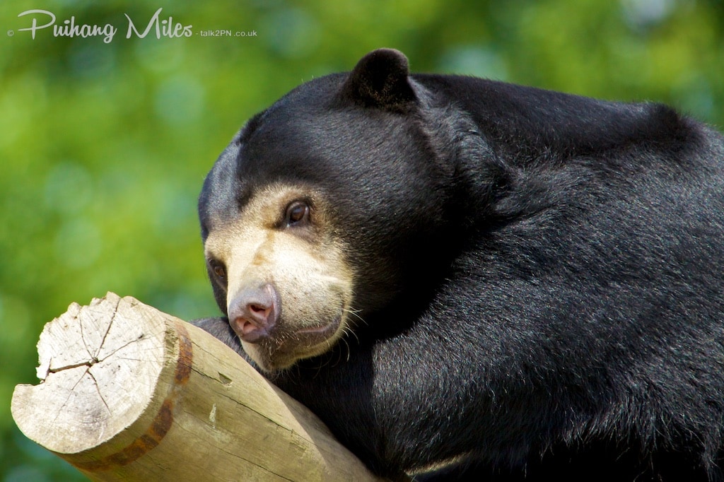 Sun Bear