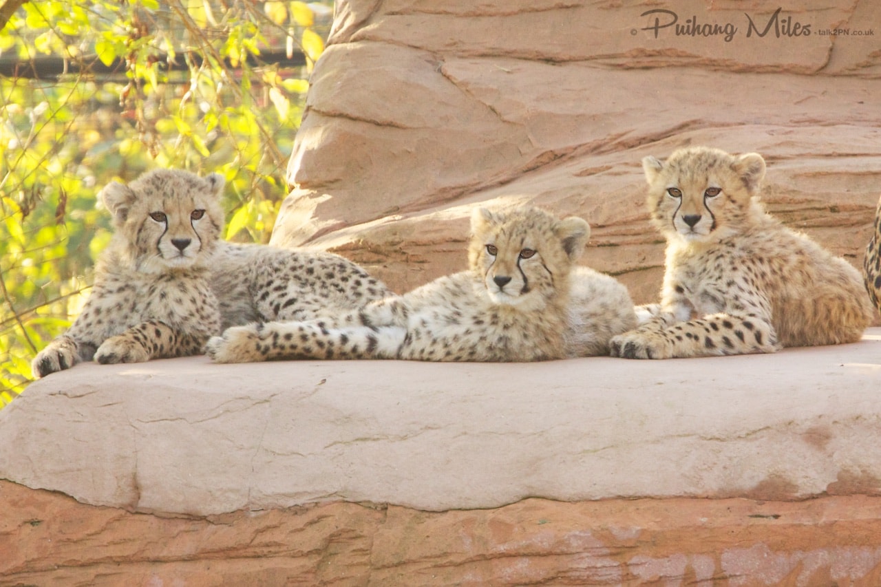 Read more about the article Cheetah Cubs at Colchester Zoo