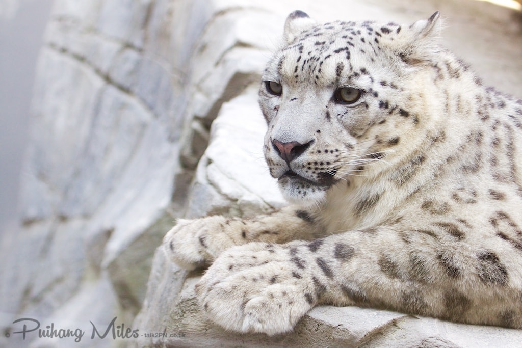 Snow Leopard resting on a rock