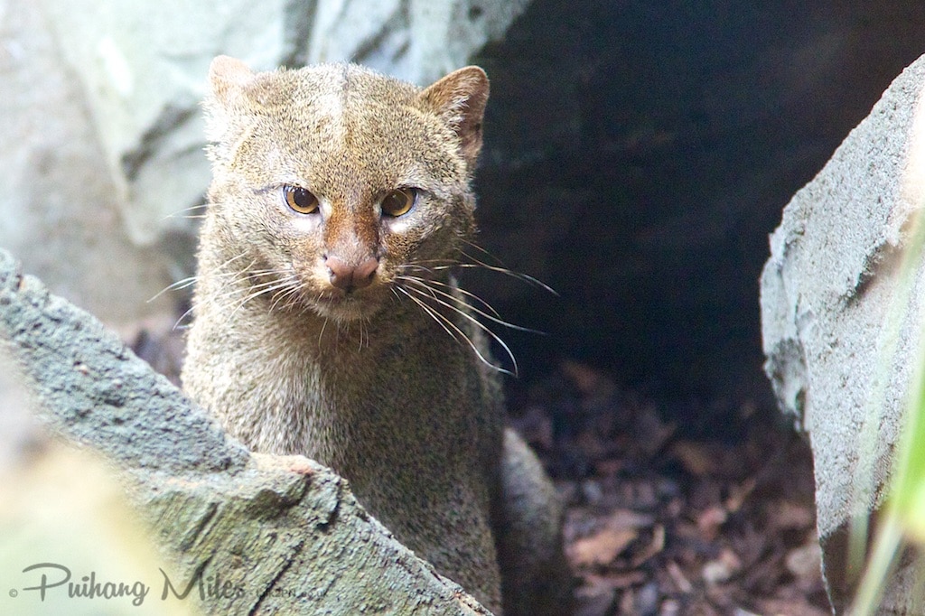 rare cat - a gray jaguarundi