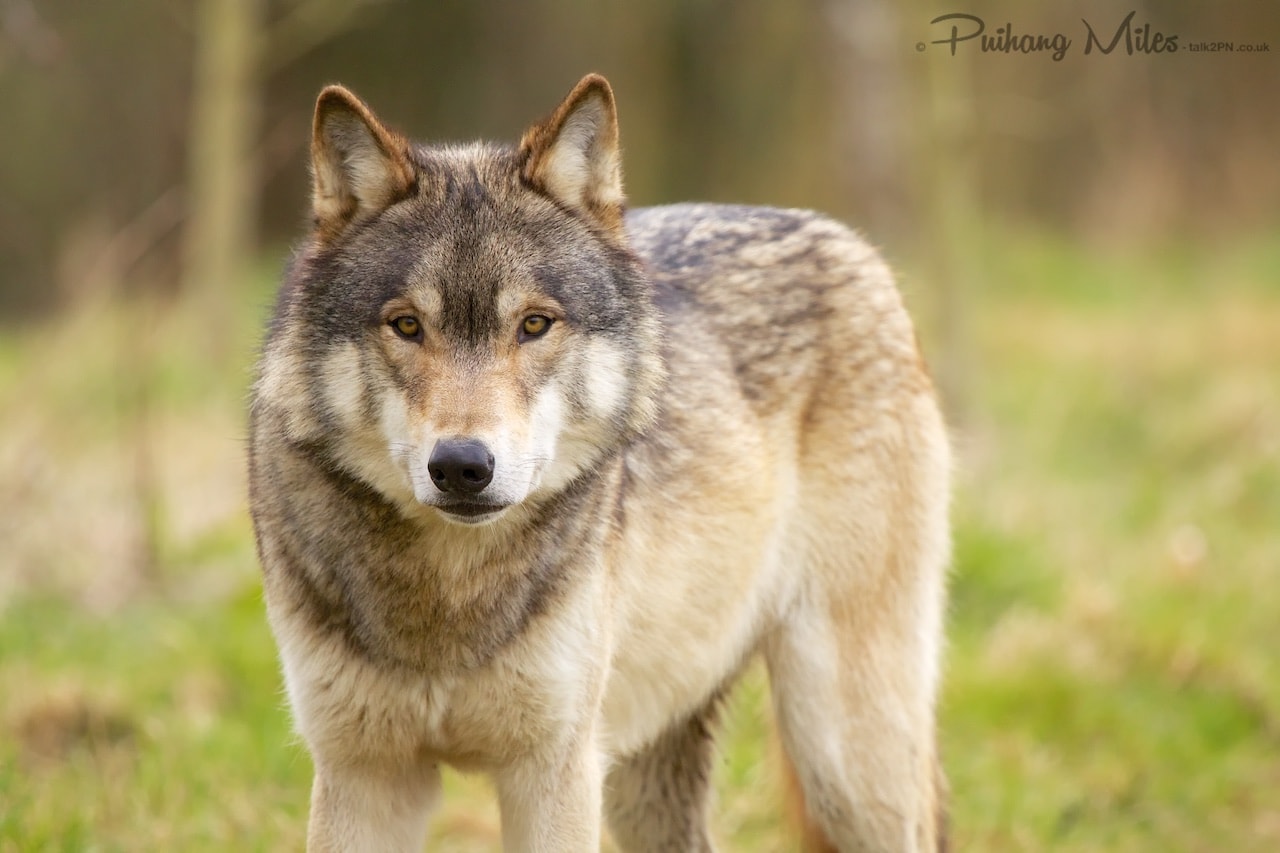 Read more about the article Walking with Wolves